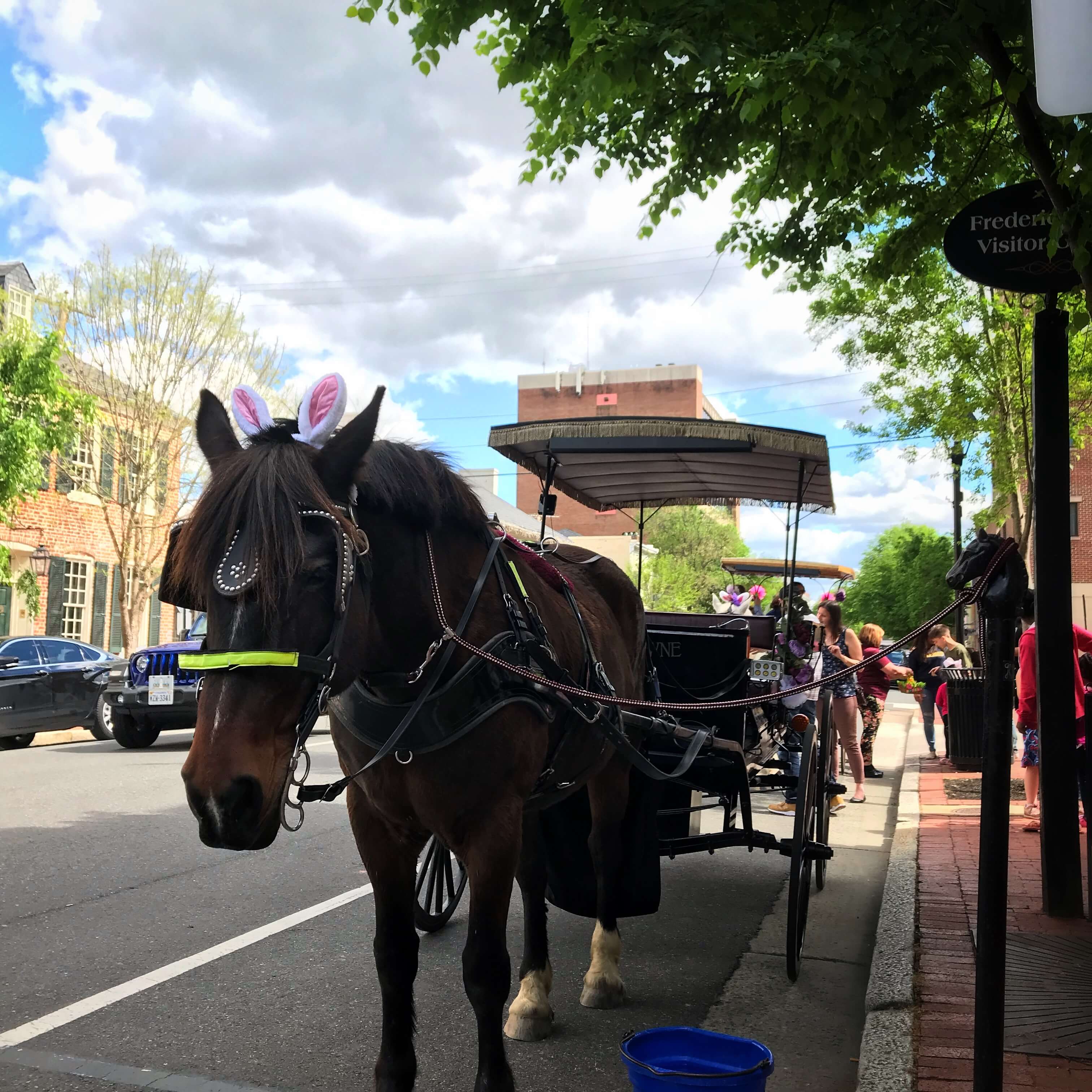 Photo of the Horse from the Carriage ride in downtown Fredericksburg wearing bunny ears at Easter time