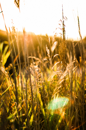the sun shining onto a field of wheat